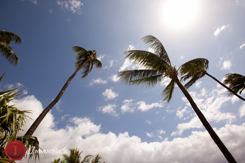 Palm Trees Hawaii