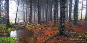 Black Balsam Knob on Blue Ridge Parkway