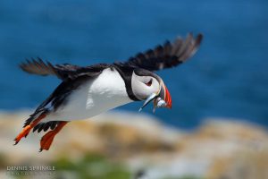 Puffin in Flight in Maine