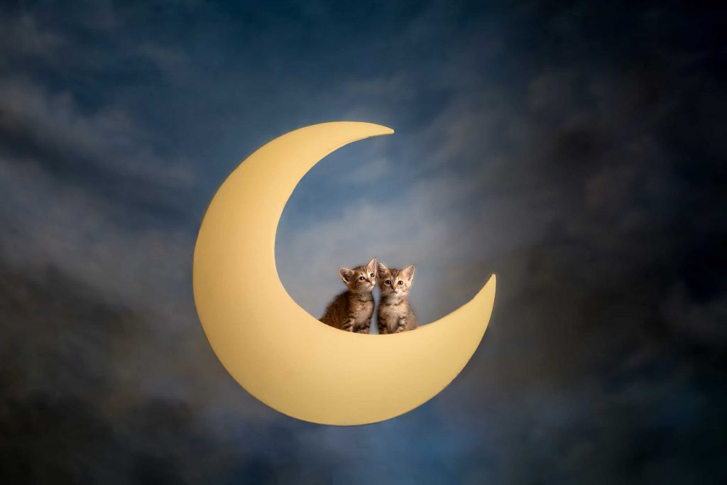 Pet_portfolio_image_by_Chattanooga_based_Innamorata_Photography_MEL_2576-Edit-2-Edit