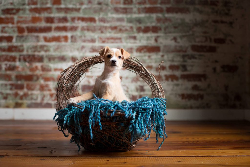 Pet_portfolio_image_by_Chattanooga_based_Innamorata_Photography_MelissaKeller00033C