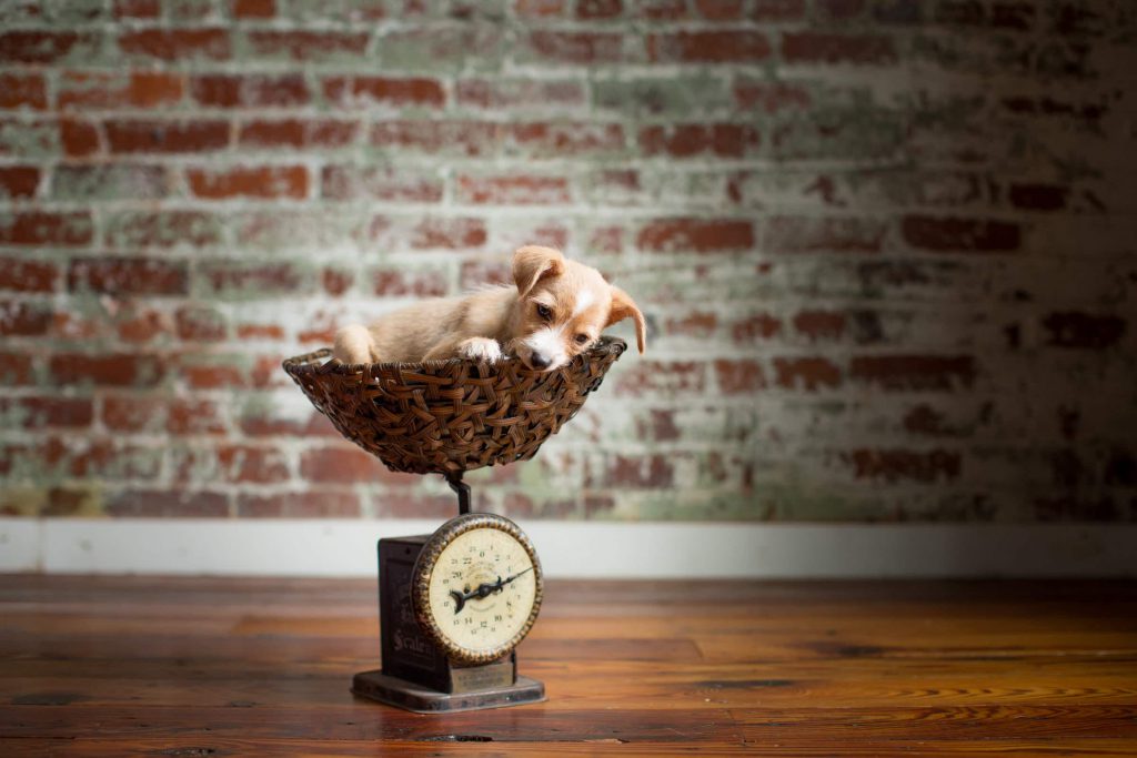 Pet_portfolio_image_by_Chattanooga_based_Innamorata_Photography_MelissaKeller00034C