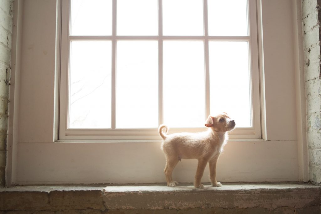 Pet_portfolio_image_by_Chattanooga_based_Innamorata_Photography_MelissaKeller00046C