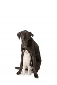 Pet Photography Chattanooga