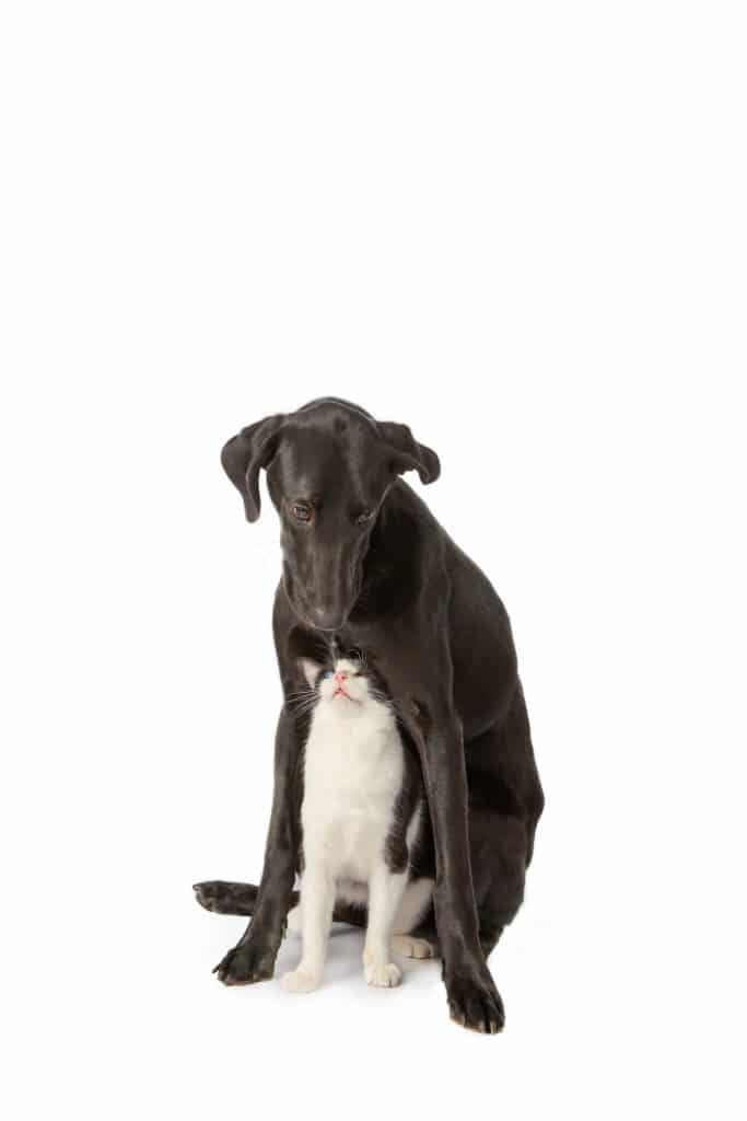 Pet Photography Chattanooga