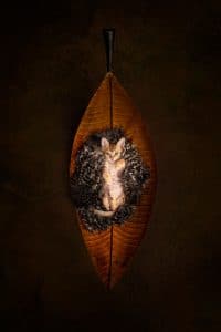 Pet Photography Chattanooga