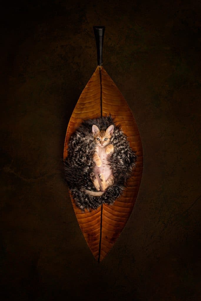 Pet Photography Chattanooga