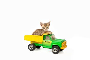 Chattanooga Commercial Photography Photographer Pets Animals