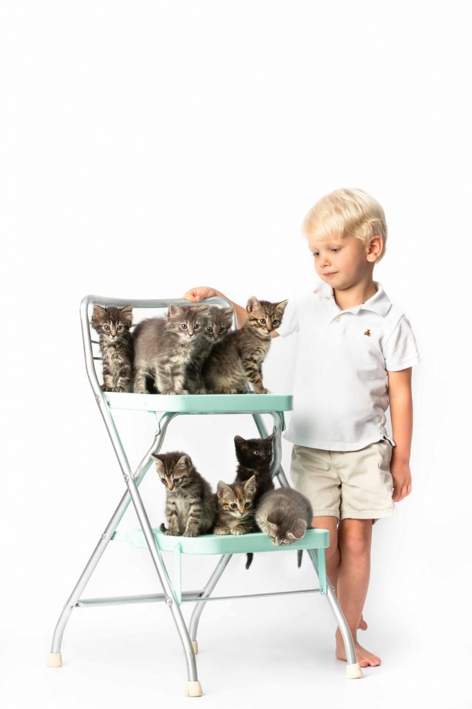 Chattanooga Pet Photography Cats