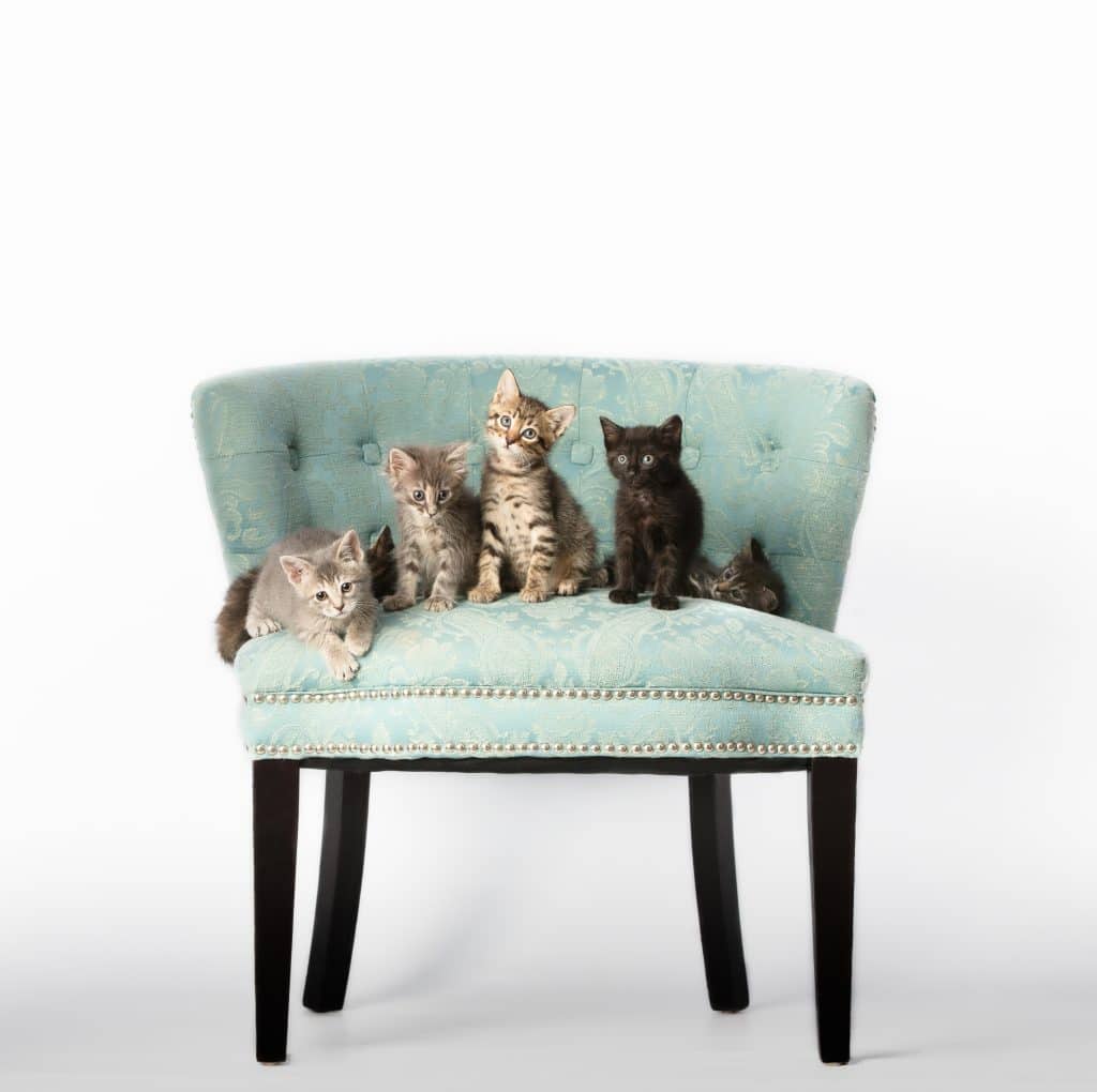 Chattanooga Commercial Photography Photographer Pets Animals