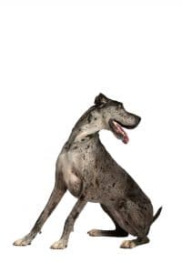 Chattanooga Commercial Photography Photographer Pets Animals