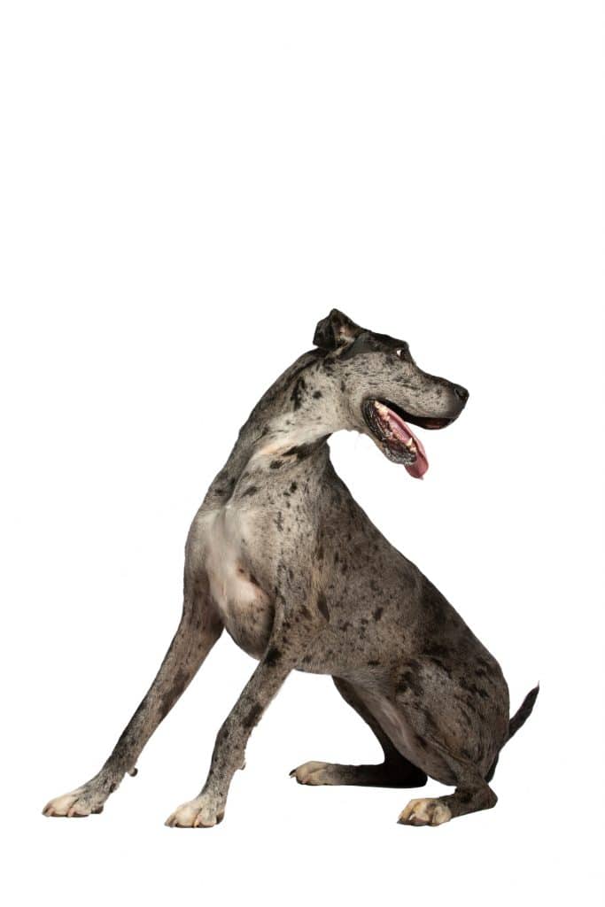 Chattanooga Commercial Photography Photographer Pets Animals