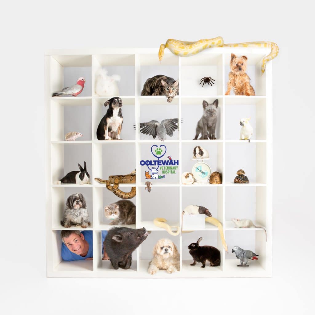 Chattanooga Commercial Photography Photographer Pets Animals